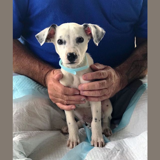Photo of Pongo