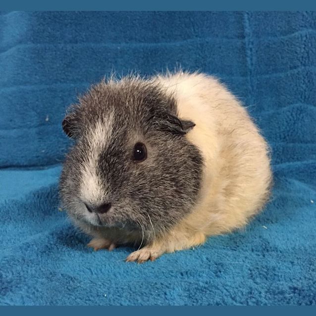 Photo of Boops   Female
