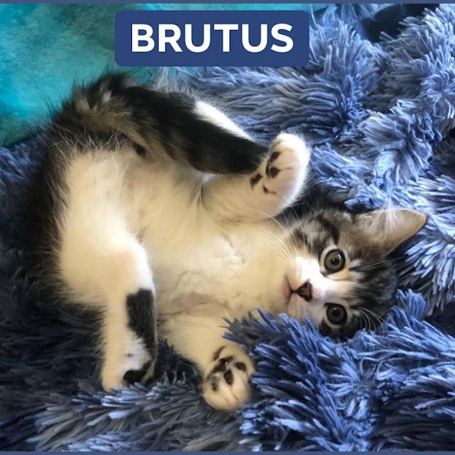 Photo of Brutus