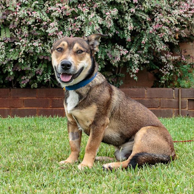 Photo of Shorty D0005