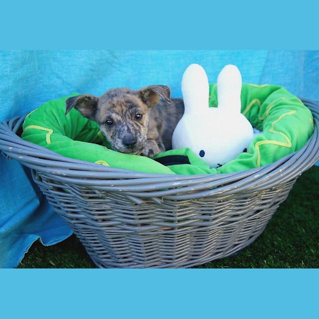 Photo of Pup 5 Miss Purple