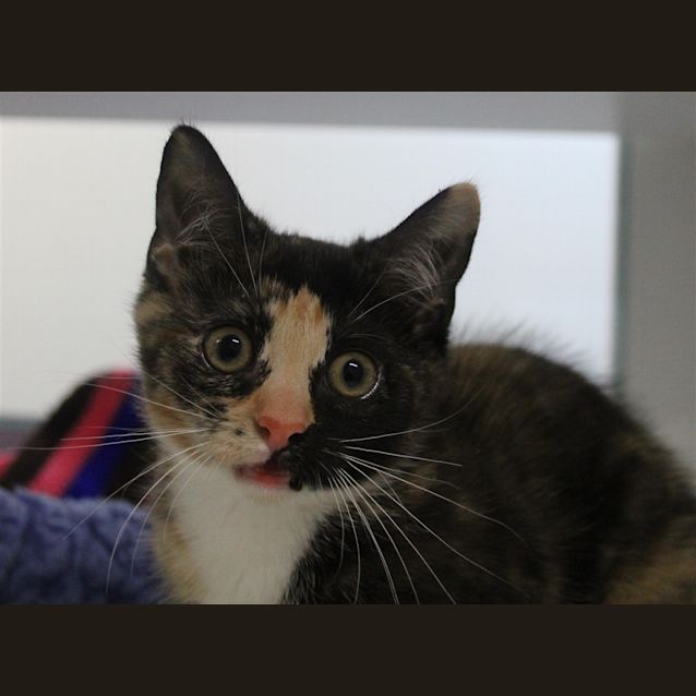 Photo of Sage