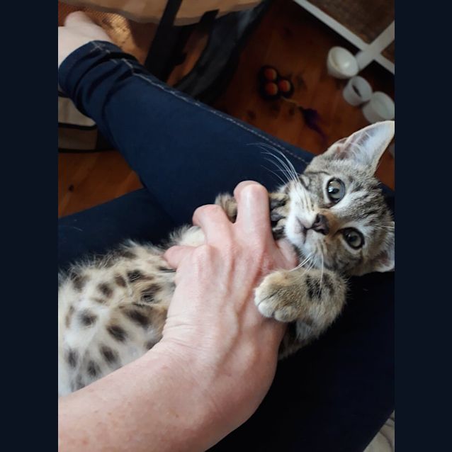 Photo of Delightful And Sweet Little Violet Of Willoughby