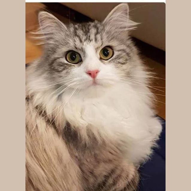 Photo of Misty