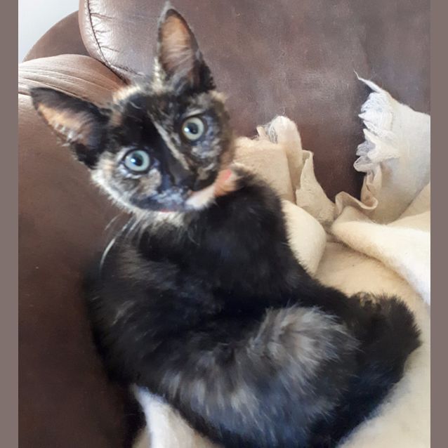 Photo of Dinah & Coco