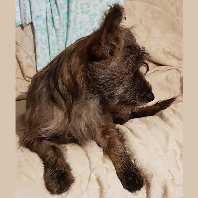 Photo of Barney (Adoption Pending)