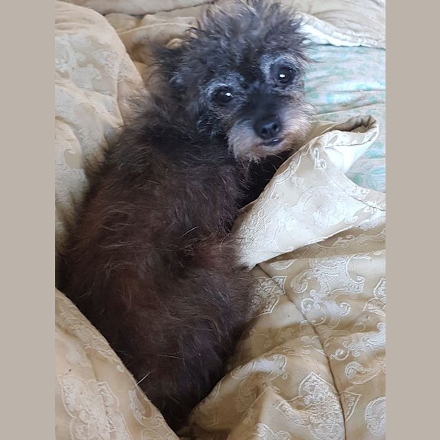 Photo of Lilly (Adoption Pending)