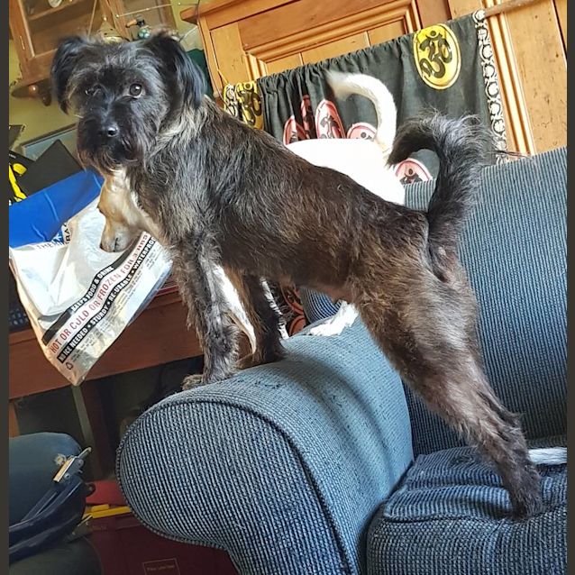 Photo of Missy (Adoption Pending)