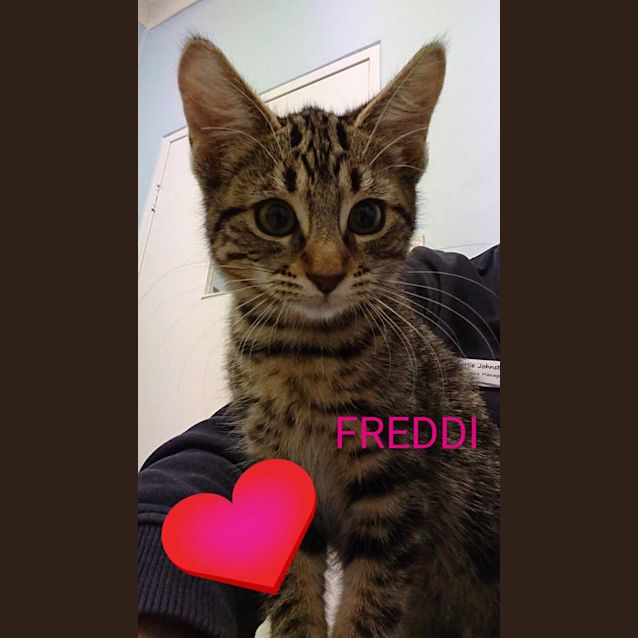 Photo of Freddi