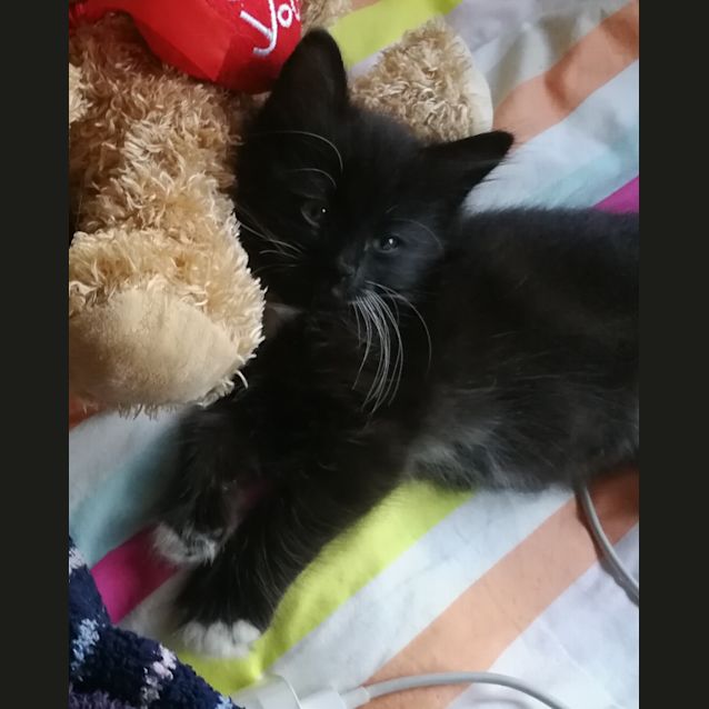 Photo of Finn