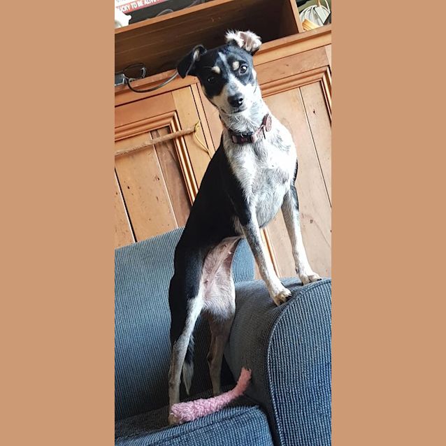 Photo of Lacey (Adoption Pending)