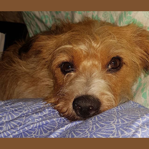 Photo of Whisky (Adoption Pending)