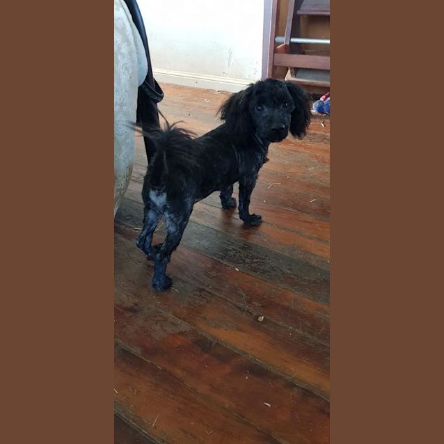 Photo of Wilson (Adoption Pending)