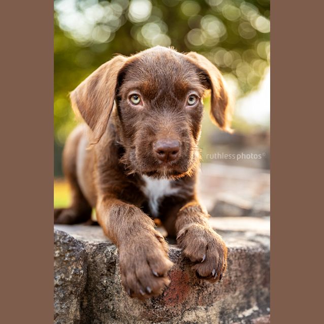 Photo of Cadbury