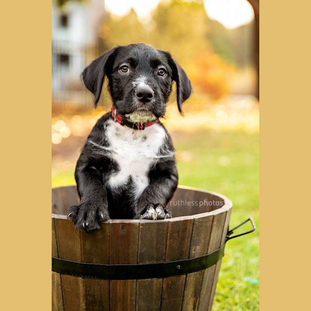 Photo of Pascha 