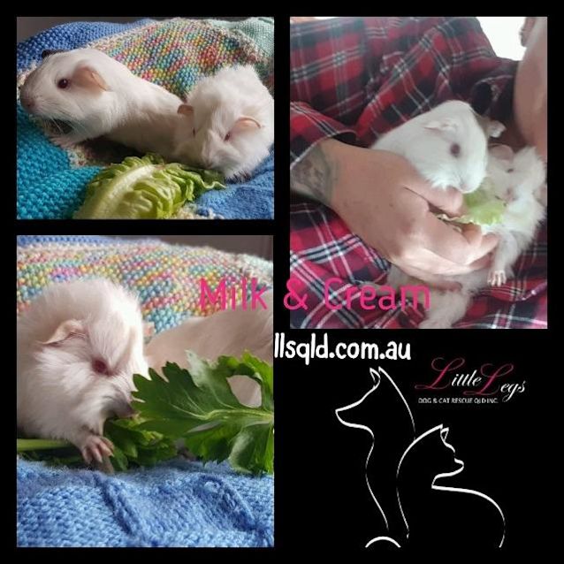 Photo of Milk / Cream / Cream