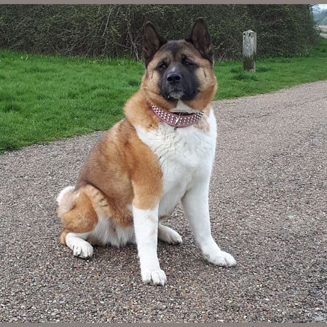 Photo of Sudoku (Suki)