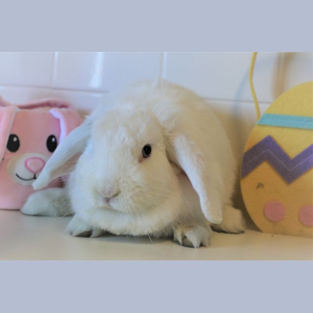 Photo of Twix