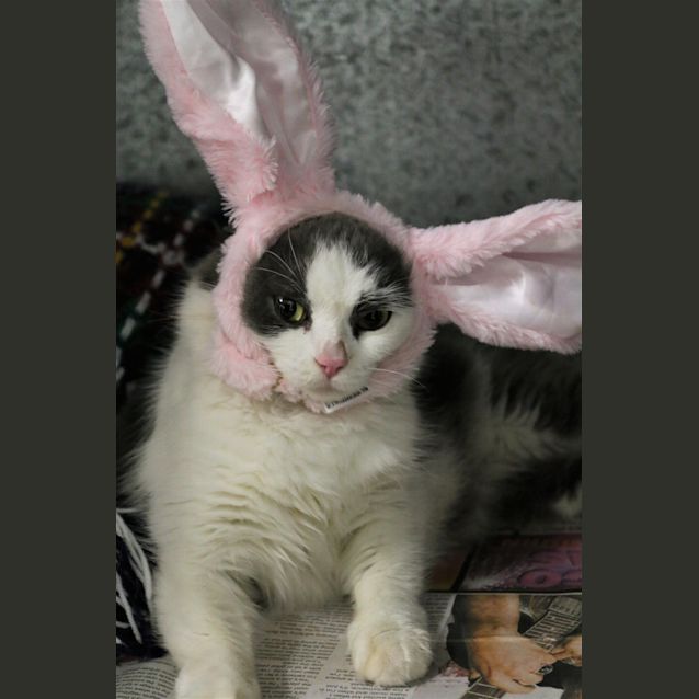 Photo of Luna