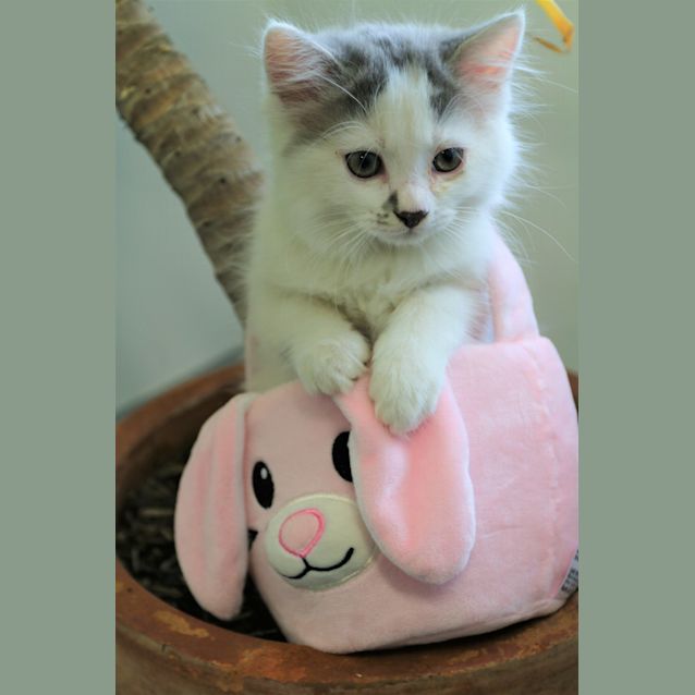 Photo of Cloud