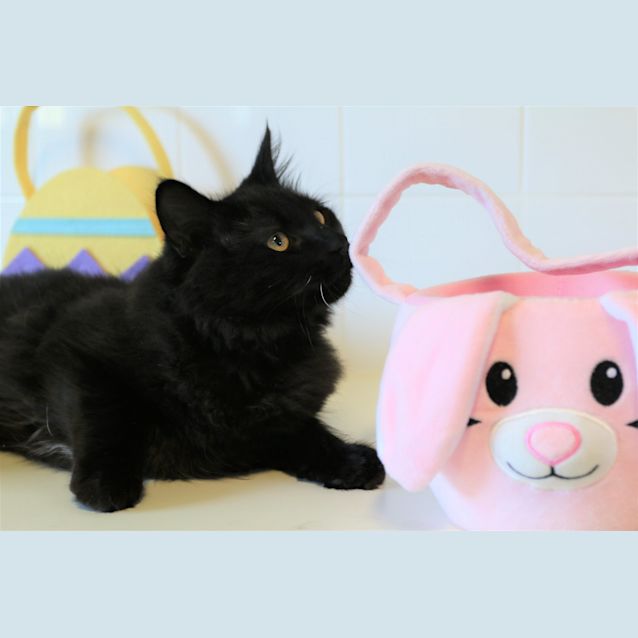 Photo of Hershey