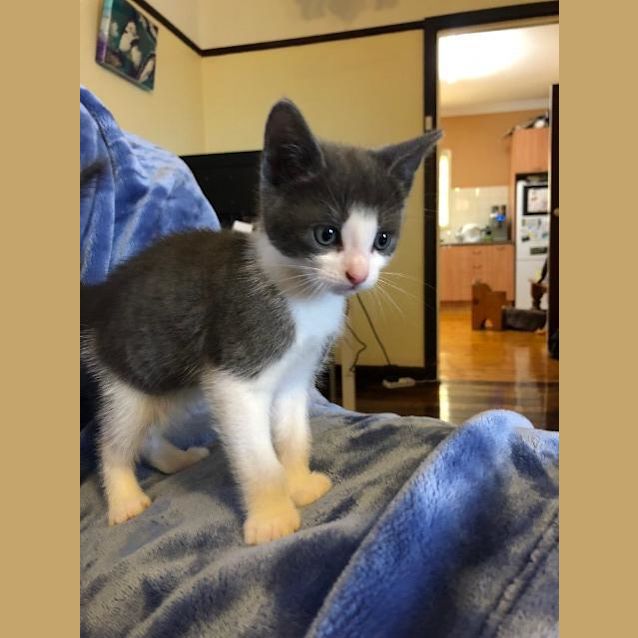 Photo of Pancake