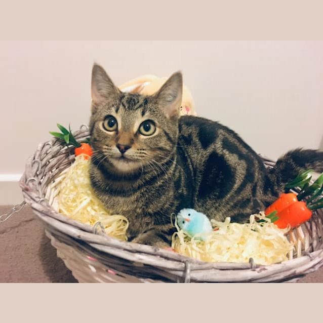 Photo of Basil