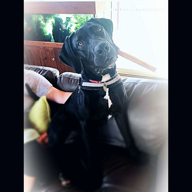 Photo of Drogon