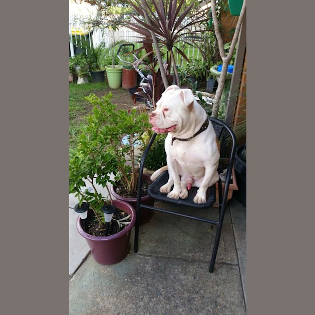 Photo of Hank   Social Butterfly 