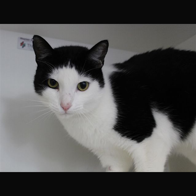 Photo of Checkers