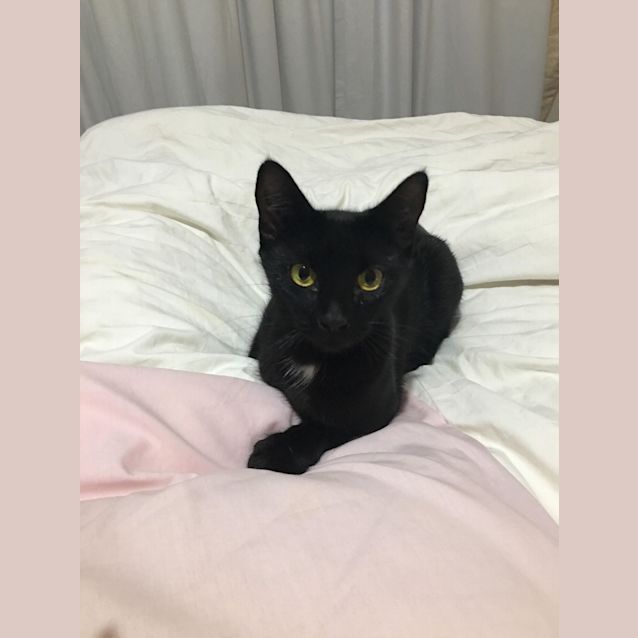 Photo of Shadow