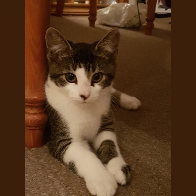 Photo of Hank