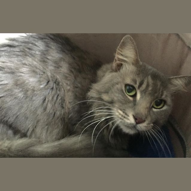 Photo of Silver