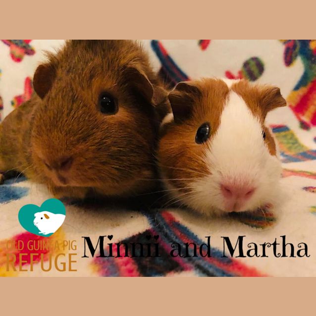 Photo of Minnii And Martha