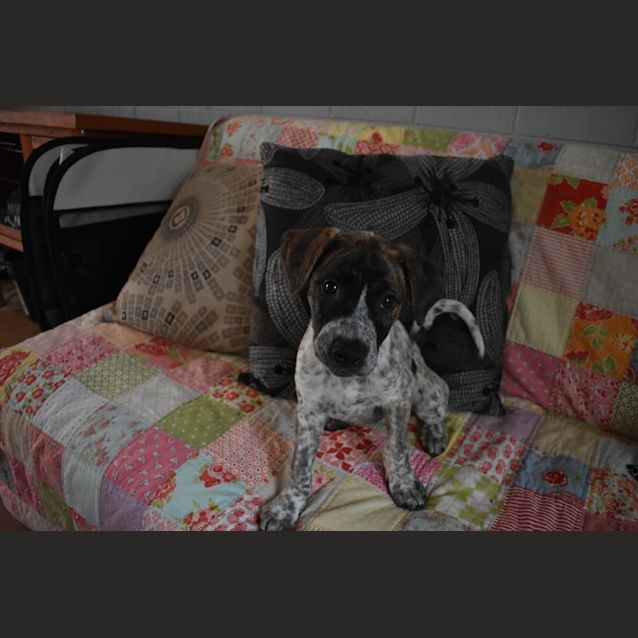 Photo of Sadie