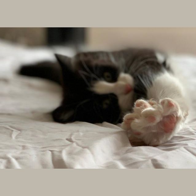 Photo of Fudge