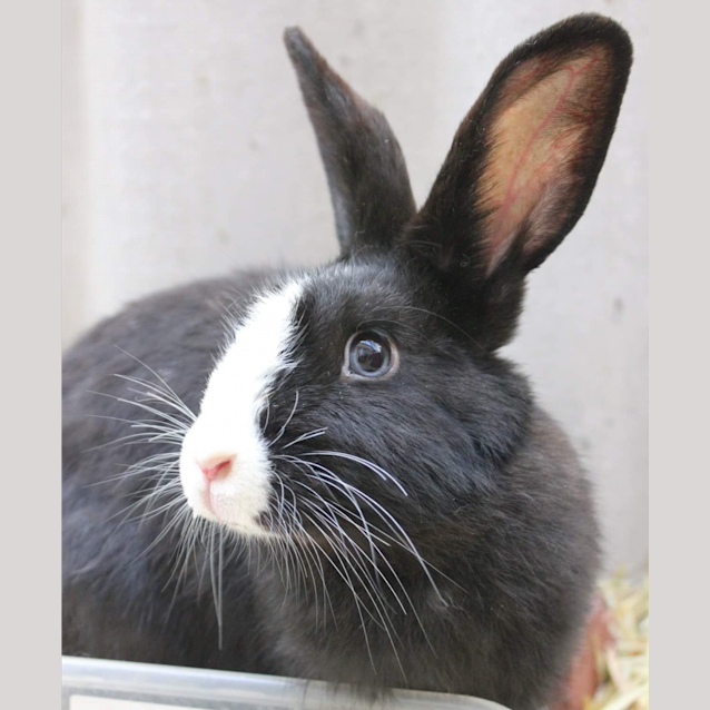 Photo of Sylvia