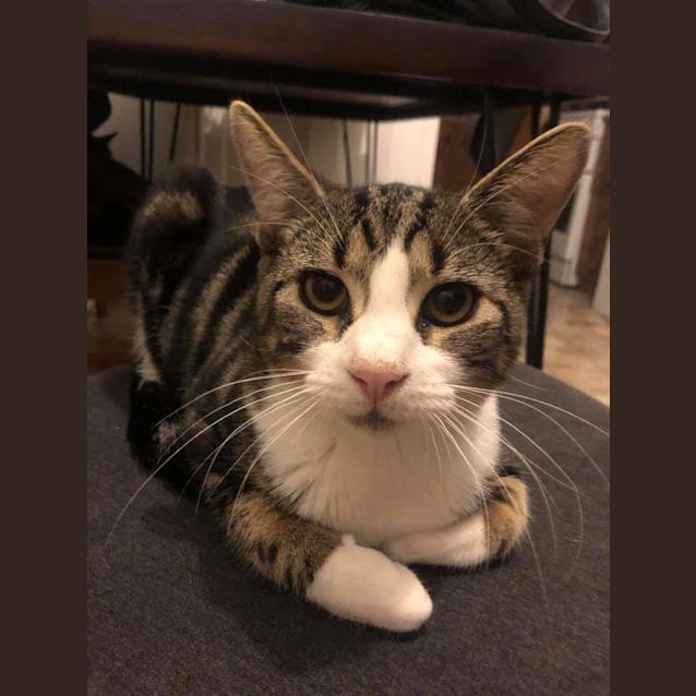 Photo of Ollie