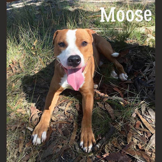 Photo of Moose