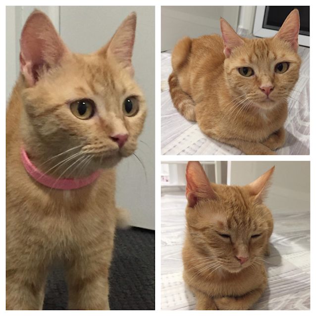 Photo of Ginger Rogers 