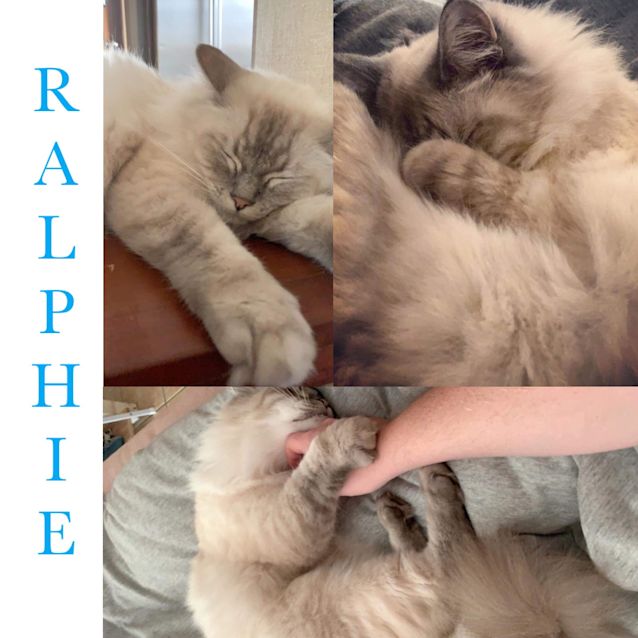 Photo of Ralphie 