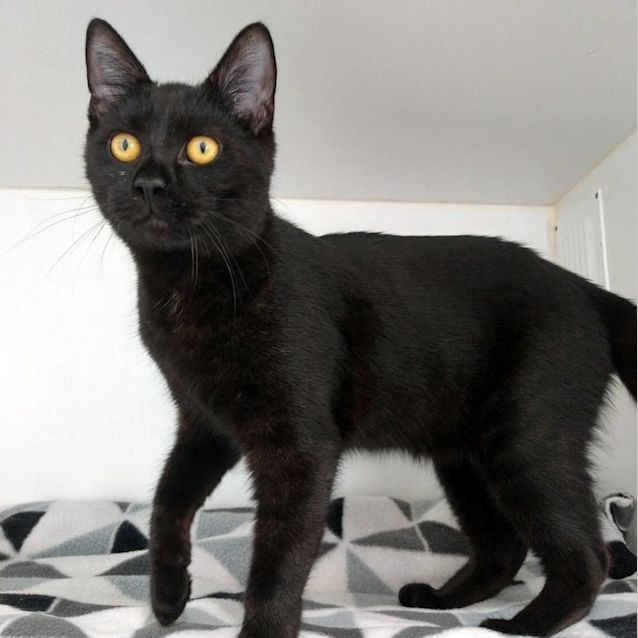 Photo of Nova