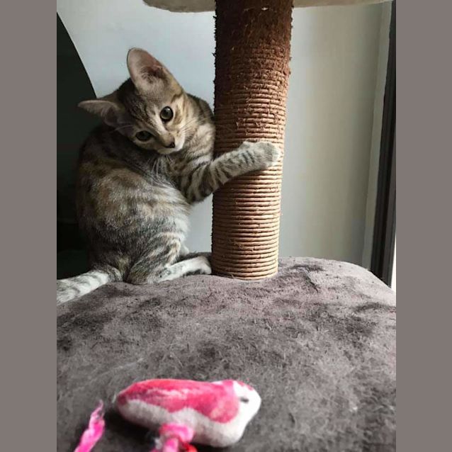 Photo of Lola