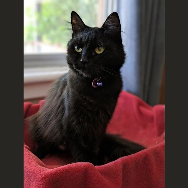 Photo of Midnight