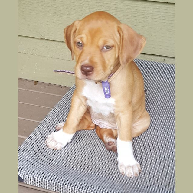 Photo of Ginger **Adoption Pending**