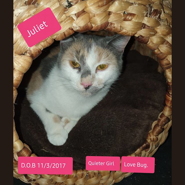 Photo of Juliet