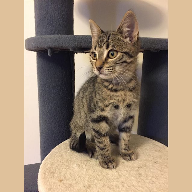 Photo of Saffron