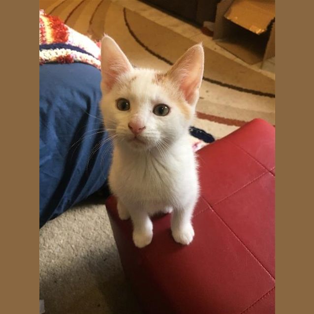 Photo of Percy(now Akuma)