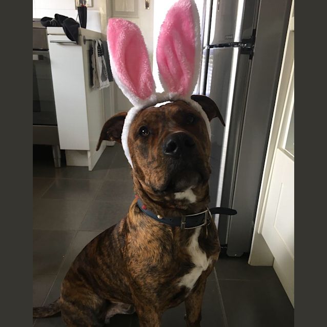 Photo of Snickers