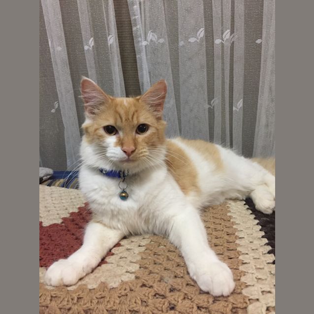 Photo of Basil (Brush)